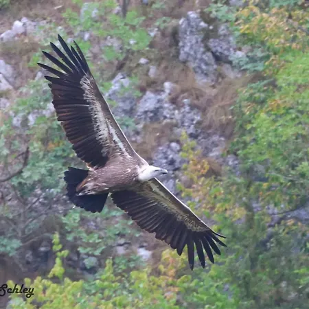 Apartament Helena -apartman 2 *